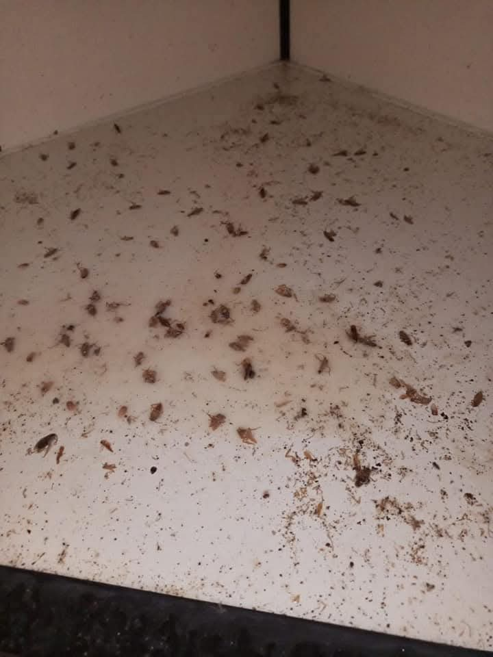 شركة مكافحة حشرات بجدة صراصير عته بق نمل ابيض - Image 2