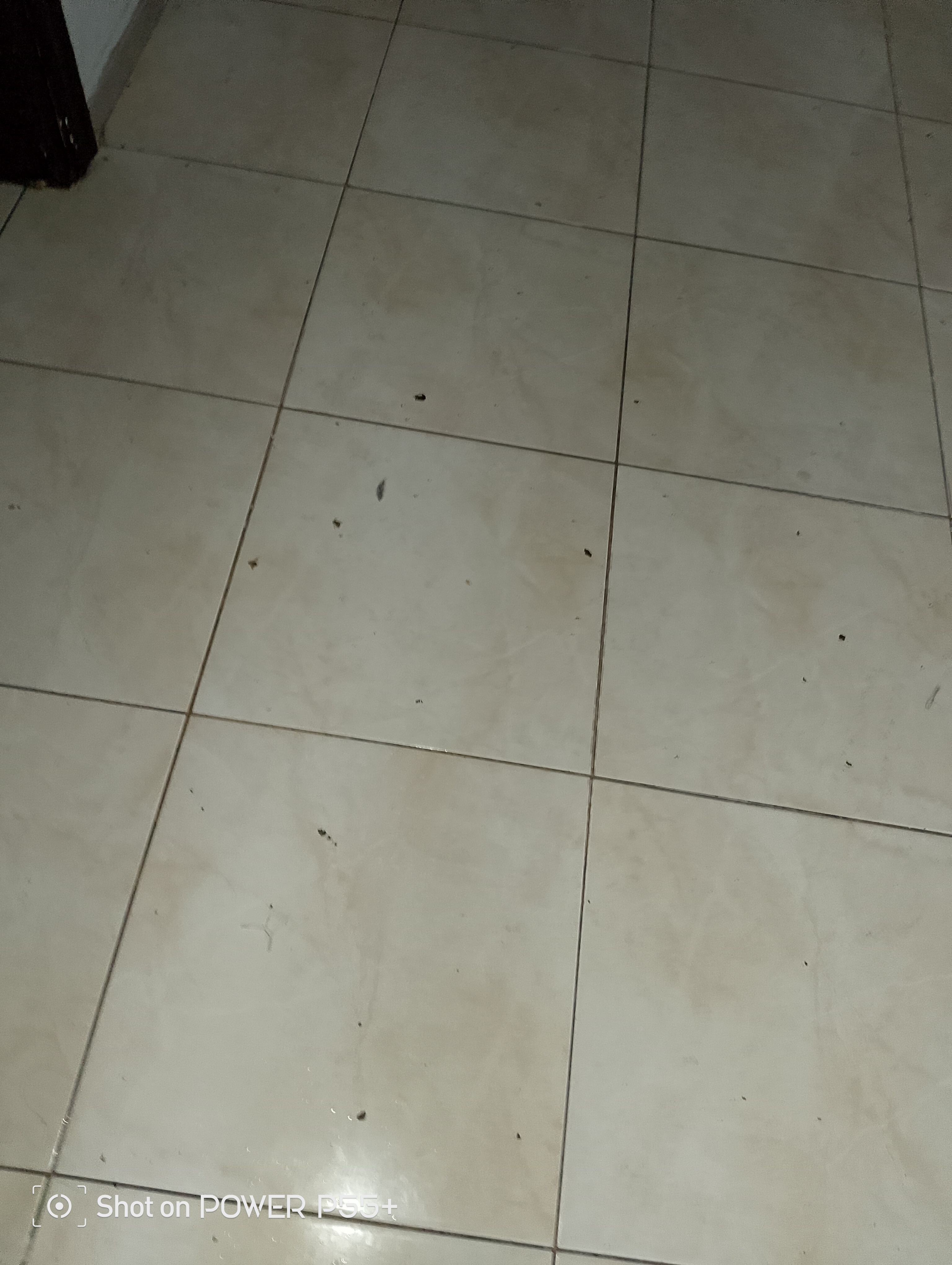 شركه رش الصراصير مكافحة شامله جميع انواع الحشرات - Image 10