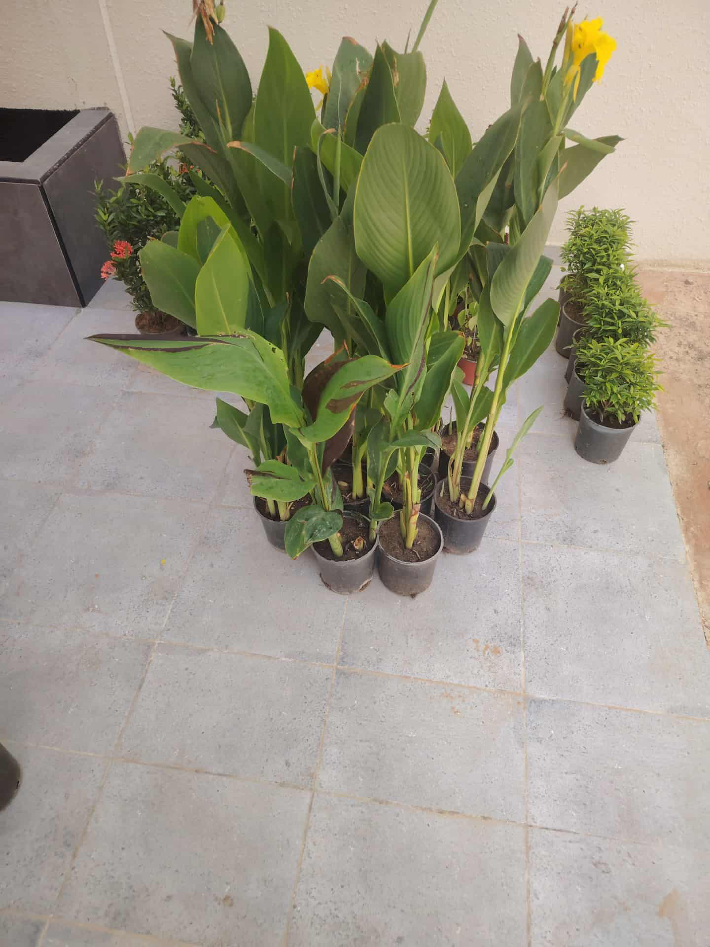 تنسيق حدائق - Image 12