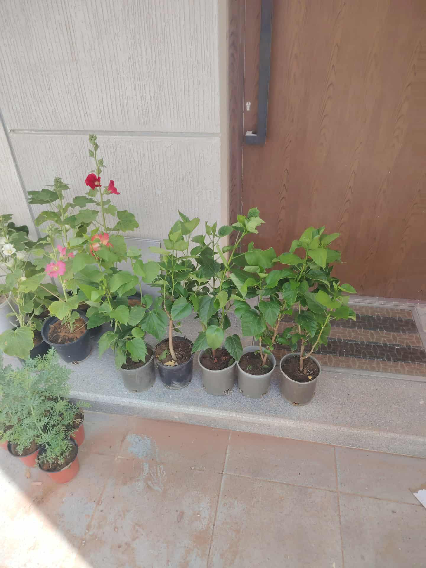 تنسيق حدائق - Image 10