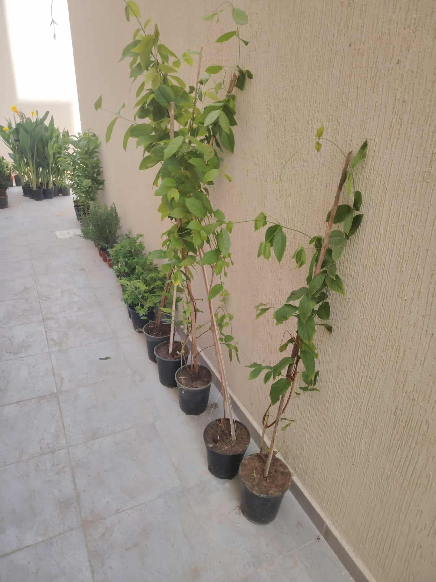 تنسيق حدائق - Image 20