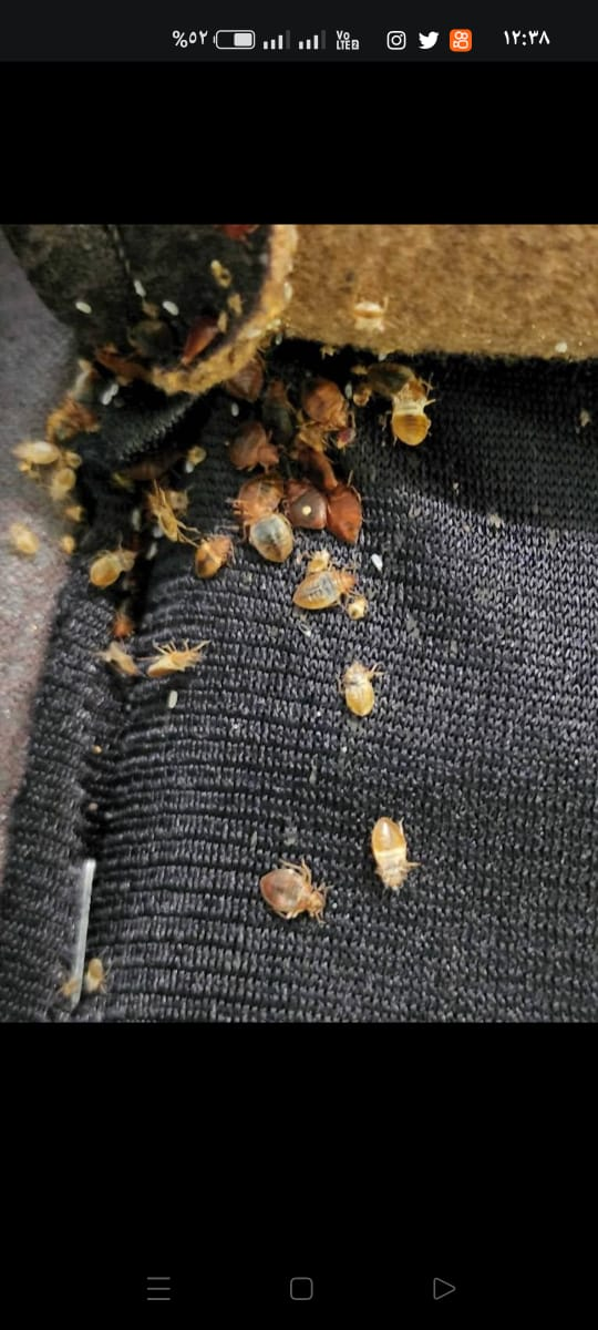 شركة مكافحة حشرات بجدة مكافحة الصراصير البق النمل الابيض الوزغ بجدة - Image 2