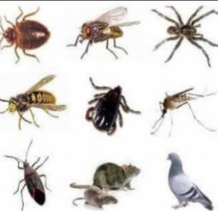 شركه مكافحه جميع انواع الحشرات الطائرة والزاحفه